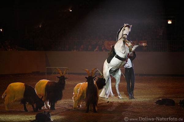 GalaShow Pferdetanz mit Waliser Schwarzhalsziegen