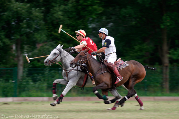 wd_4polo206