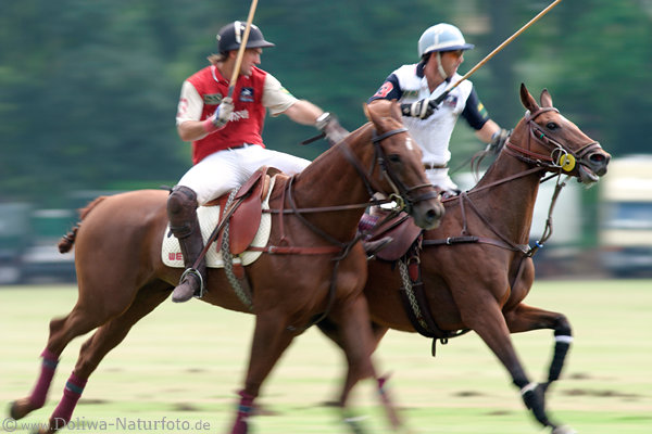 wd_4polo235