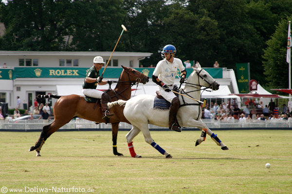 wd_4polo276
