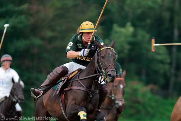 wd_4polo347