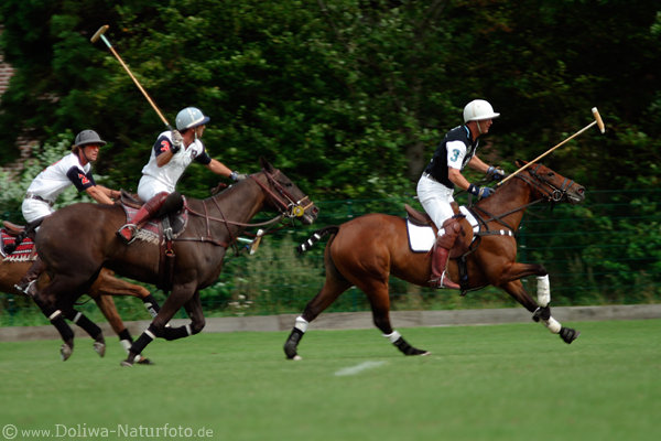 wd_4polo470