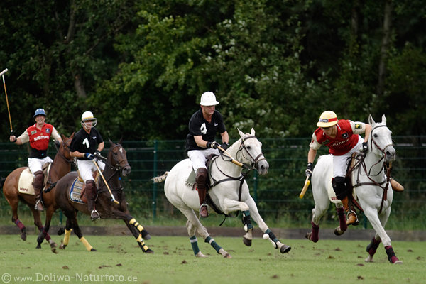 wd_4polo561