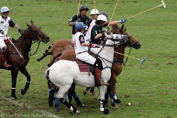wd_4polo702