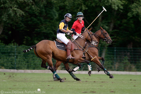 wd_4polo717