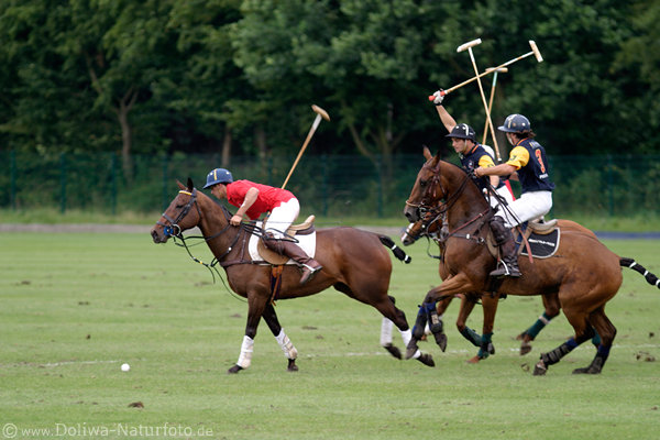 wd_4polo742