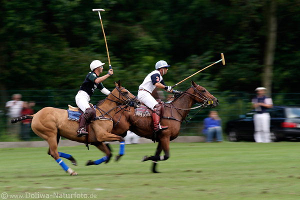 wd_4polo809