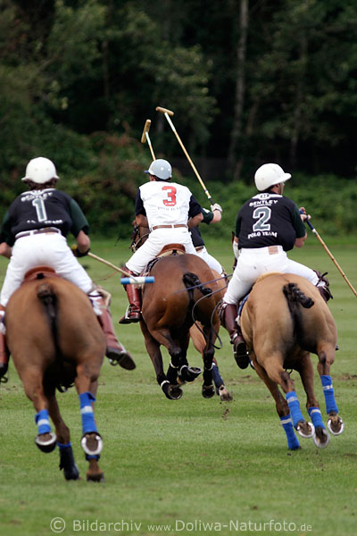 wd_4polo821
