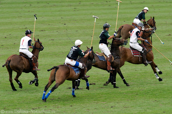 wd_4polo896
