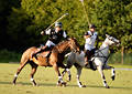 wd_4polo1235