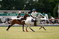 wd_4polo276