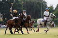 wd_4polo296