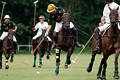 wd_4polo346