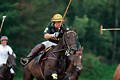 wd_4polo347