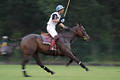 wd_4polo507