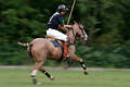 wd_4polo845