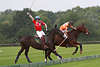 809081_ Poloball & Pferde im Aut, Polo Niederland (orange) gegen Schweiz (rot) Sportfoto an der Bande