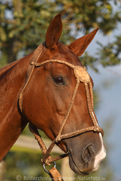 809466 Polopferd Kopf rotbraun Pferdehaupt Kopfportrt Pferdekopf