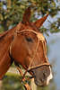 809466_ Polopferd Portrait, Pferdekopf Foto, Pderdehaupt, Polo-horse image