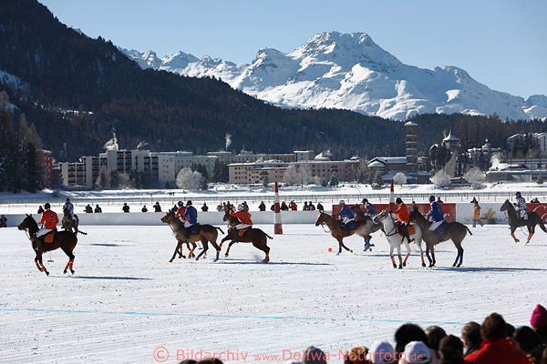 Sankt Moritz Polo Pferde auf Schnee Winterbild in Engadiner Bergkulisse herrliche Alpenlandschaft