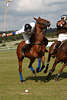 Polo Timmendorfer Strand Turnierfoto Baltic Poloevent image