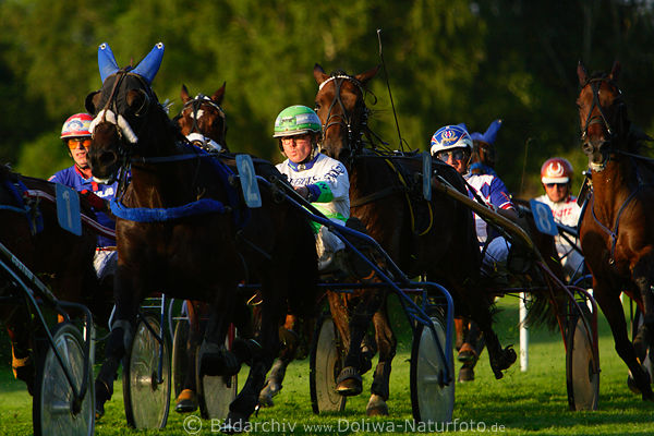 Sulkygespanne Trabfahrer Wettrennen in Abendlicht hintere Grasbahn Trabrennen