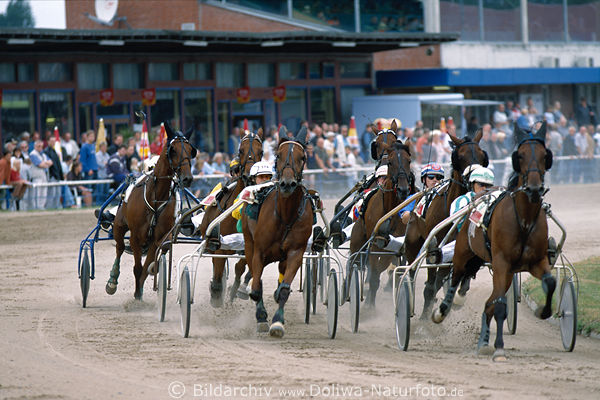 Trabende Pferde Sulky Rennen Gespanne Kurvenfahrt vor Publikum-Tribne