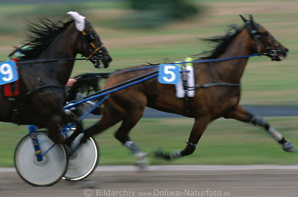 Trabende Pferde Geschwindigkeit Rausch Temporennen Trab Foto Bewegungsunschrfe