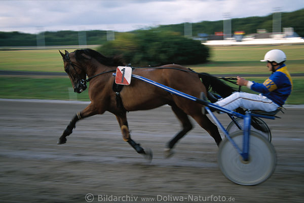 Traberkutsche Foto auf Trabrennbahn Jockey Sulky Pferdgespann Trabfahrt Trablauf Bewegung