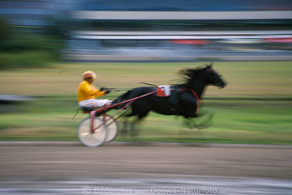 Traben Rauschtempo Sulky Gespann Foto Rennfahrt Trabrennen Pferdewettlauf Sportbild