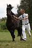 000395_Schwarze Friesenstute Galopplauf Bild Prsentation vor Schiedsrichter, Friesenzchter & Behringer Zuchtschau Besucher