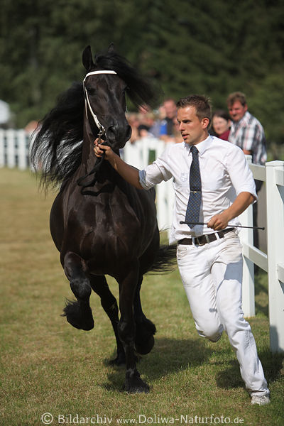 Friese schwarzer Wallach Lauf Pferdeschau Aktion Portrt Laufgang Vorfhrung