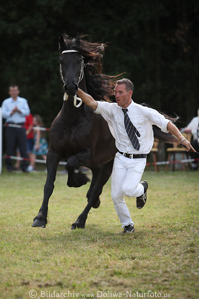 Friese schwarze Langmhne in Lauf Pferdeschau Aktion  Galopp Portrt