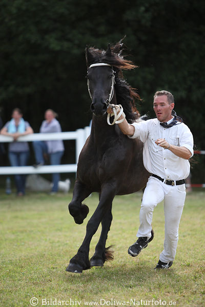 Friesenpferd Schwarzmhne Langhaar ber Hufgelenke Schaulauf dynamisch
