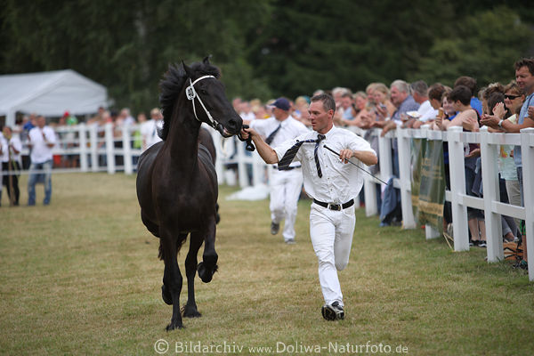 Schwarze Friesenpferde in Lauf Vorfhrung vor Publikum am Zaun