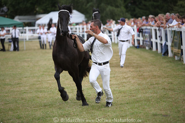 Schwarzer Friese Laufbild gelenkt durch Rute weisser Betreuer in richtige Laufrichtung