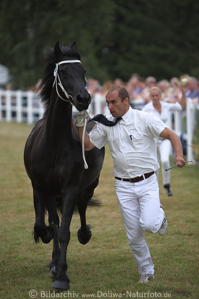 Friesenpferd in Lauf dynamisch Mann Pferdfhrer Frau Antreiber