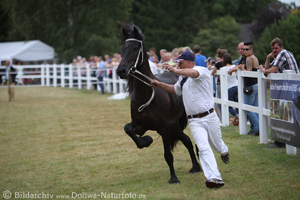 Langschweif schwarzes Friesenpferd Lauf bei Zuchtschau