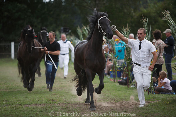 Zuchtschau-Sieger Friesenpferde Barockpferde Reiterei