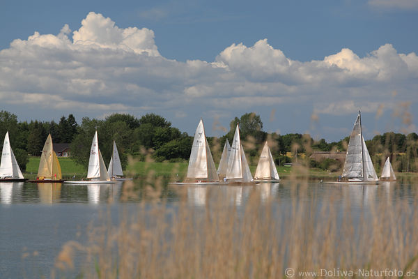 Segeln Bild Regatta in Schlei Wasser Schilf Seeufer Landschaft schne Wolken Foto