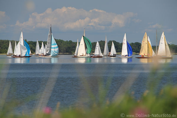 Segelregatta Yachten Panorama Foto auf Schlei Wasser Segeln Bild in Seelandschaft