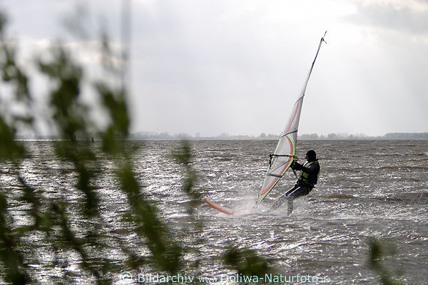 Surfer in Wind Gegenlicht mit Segel in Hand an Pflanzenufer der Elbe ber Wasser