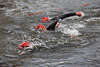 Triathlon Freistilschwimmer Rotkpchen in Wasser Schwimmrennen