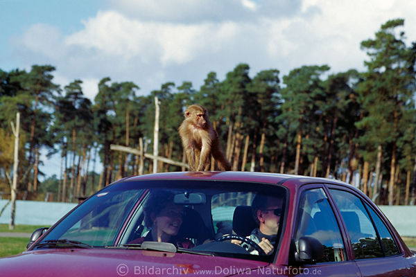 Affensafari Wildpark Besucherauto Schweinsaffe auf Dach