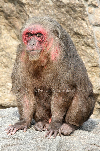 Bärenmakak Affe Bild Macaca arctoides rotes Gesicht im Sitz ernsthaft beobachtend