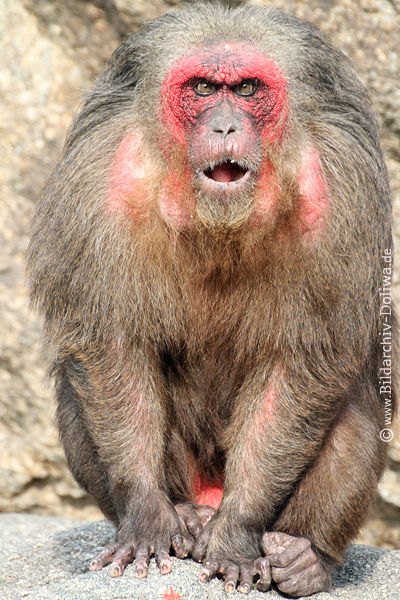Brenmakak bser Affe Rotgesicht aggressiv Tier Macaca arctoides