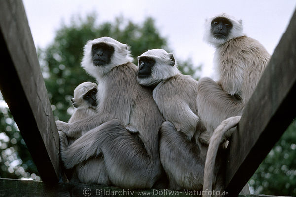 Hanumans kuschelnde Languren Schwarzgesicht-Affen Hulmans Familienportrt