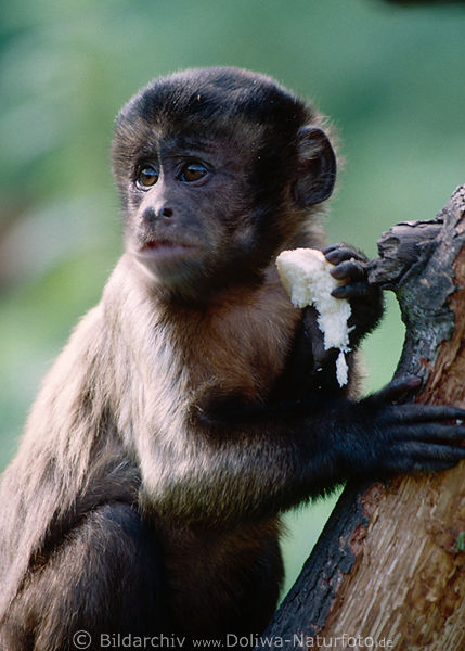 Kapuziner ffchen Cebus capucinus Tierportrt