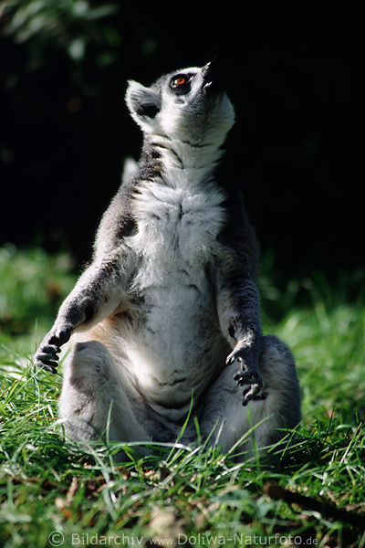 Katta Lemur Catta heulende Halbaffe nchtliche Geister 