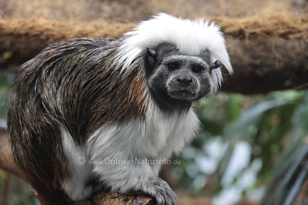 Mnchsaffe Pithecia monachus Zottelschweifaffe